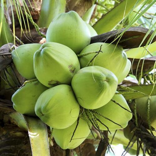 Natural Taste Free From Impurities Healthy Fresh Green Tender Coconut
