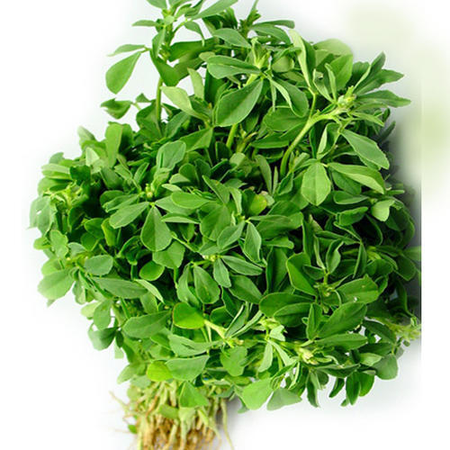 Vitamin A 1% Calcium 6% Natural Green Fresh Fenugreek Leaves Grade: Food Grade