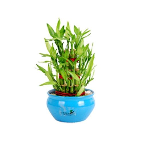 Green 3 Layer Bamboo Indoor Plant Size: Vary