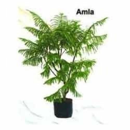 Indian Gooseberry Amla Fruit Phyllanthus Emblica Herbal Plant