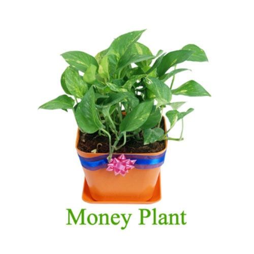 Indoor Home Green Money Plant