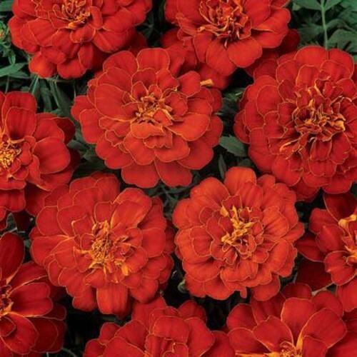 Moisture 10% Soil Specific 6 Ph Natural Fresh Marigold Red Flower