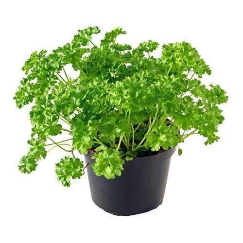 Organic Green Parsley Herbal Plant Size: Vary