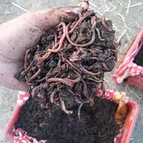 Earthworm For Vermicompost  Purity(%): 99.5%