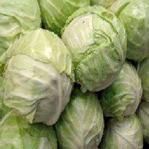 Eco-Friendly Floury Texture Healthy Natural Organic Green Fresh Cabbage