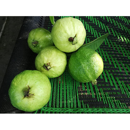 Fresh Green Guavas