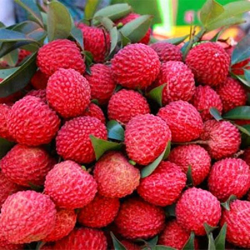 Red Fresh Litchi