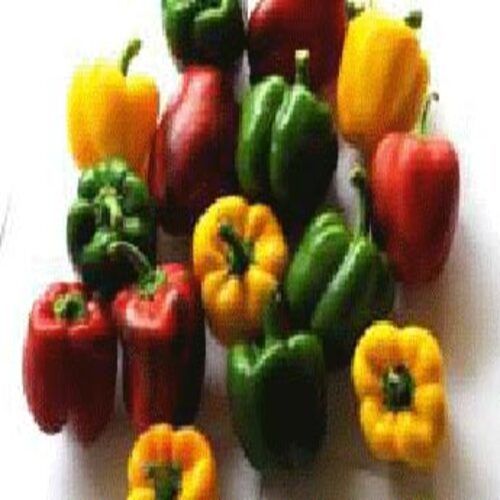 FSSAI Certified Healthy Natural Green Red and Yellow Fresh Capsicum