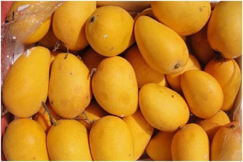 Natural Fresh Mild Sweet Healthy Yellow Badami Mango with Pack Size 3 Kg
