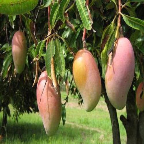 Sweet Natural Taste Fresh Healthy Organic Amrapali Mango