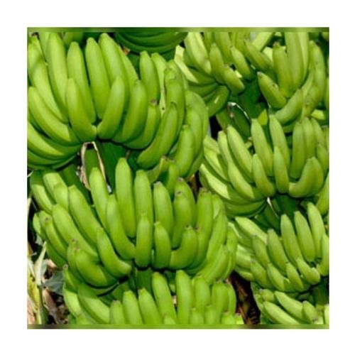 Green Color Fresh Cavendish Banana