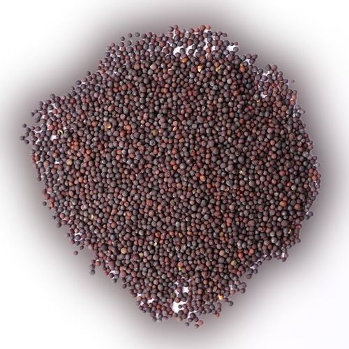 Loaded With Antioxidant Indian Clean A Grade Black Mustard Seed Packed With Special Mineral Selenium