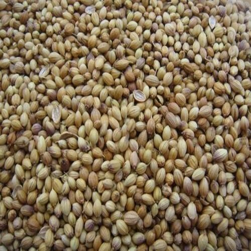 Brownish Natural Indian Whole Coriander Seed Spice Sorted Pure Organic And Precisely Bold Size