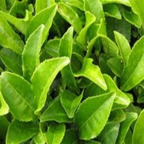 Herbal Green Tea Extract For Dietary Supplement