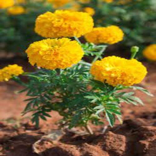 Natural Soft Organic Fresh Yellow and Orange Marigold Flower