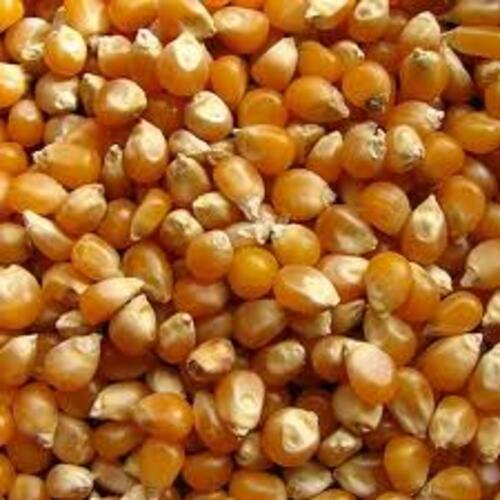 Nutritious Healthy Natural Taste Yellow Popcorn Kernel Seeds