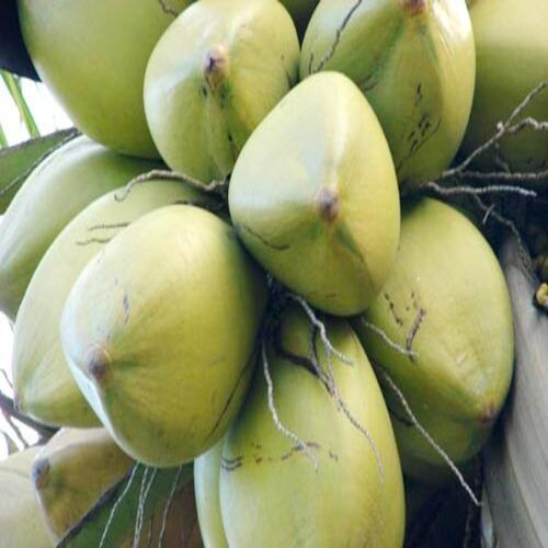 Young Healthy and Natural Taste Fresh Green Coconuts