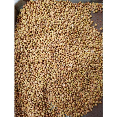 98% Purity Hybrid Organic Coriander Seed