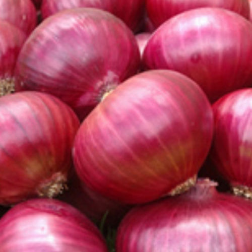 Round & Oval Healthy Pure And Natural Taste Red Fresh Onion With Pack Size 25Kg