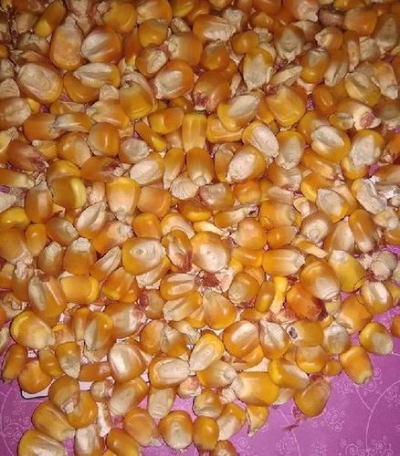 Moisture 13.5% Broken 5% Admixture 2.5% Healthy Sun Dried Yellow Maize Seed