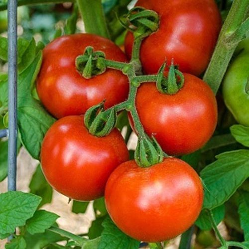 Organic Mild Flavor Natural Taste Healthy Red Fresh Tomato