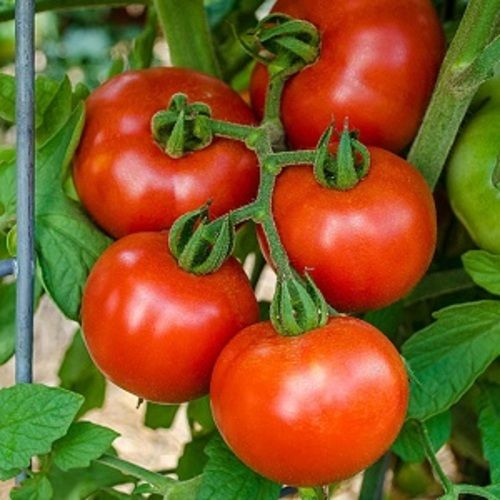 Round & Oval Organic Mild Flavor Natural Taste Healthy Red Fresh Tomato