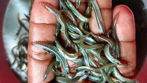 Eel Fish Seed For Fish Farming By ANAND KRISHI KHAMAR