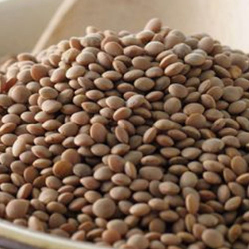 High In Protein Healthy To Eat Natural Dried Organic Brown Lentils Grain Size: Standard