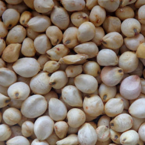 High In Protein Moisture 12% Purity 99% Organic White Sorghum Seed