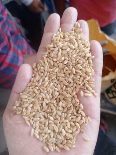 Natural Organic Wheat In Gunny Bag 