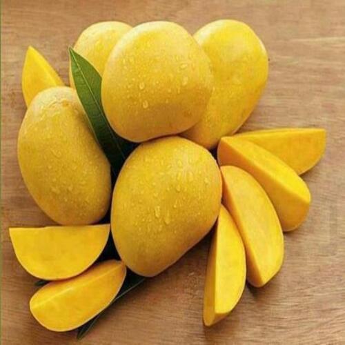 Natural Sweet Taste No Artificial Color Added Healthy Yellow Fresh Mango