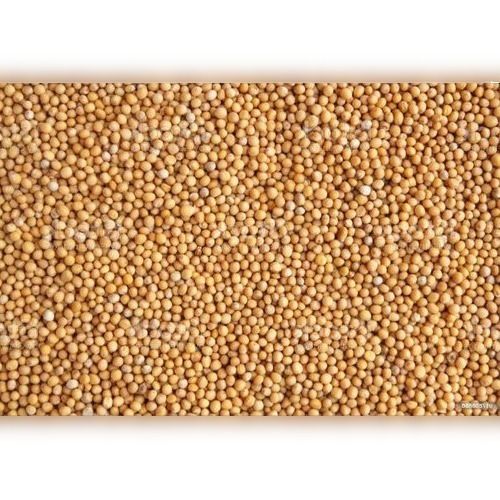 Super Quality Sorted Purity Proof And Filled With Natural Oil Indian Organic Yellow Mustard Seeds