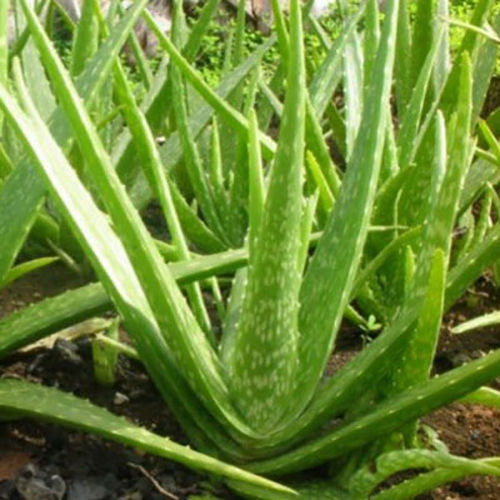 Organic Product 100 Natural Aloe Vera At Best Price In Kasganj Mediaroma Agro Producer 5182