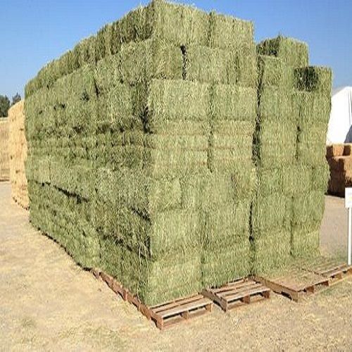 Alfalfa hay Feed (Green)