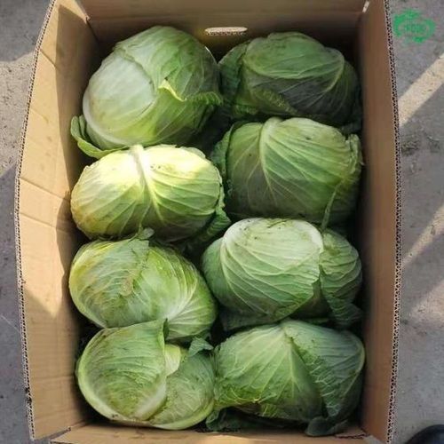 Chemical Free Fresh Cabbage Age Group: Suitable For All Ages