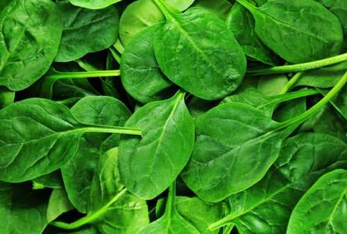 Natural Dark Green Fresh Spinach