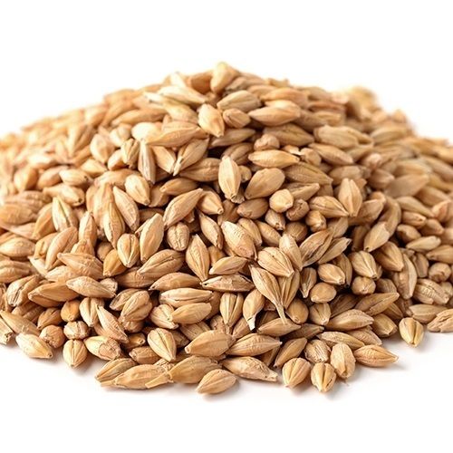 Good For Health Barley Seeds