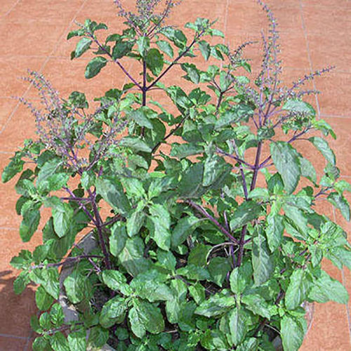 Green And Healthy Tulsi