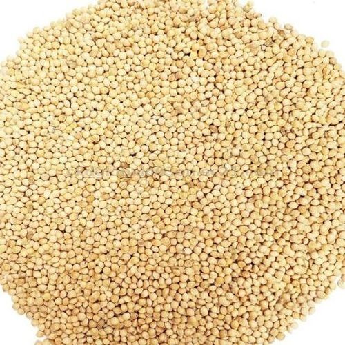 High Grade Millet Seeds