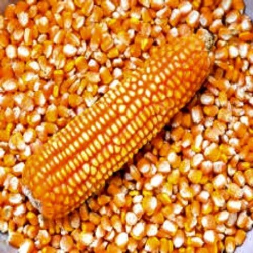 Highly Pure Yellow Corn