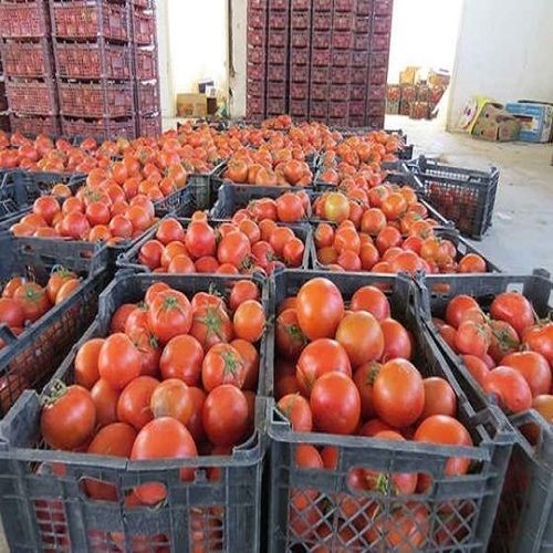 Hygienic Fresh Red Tomatoes