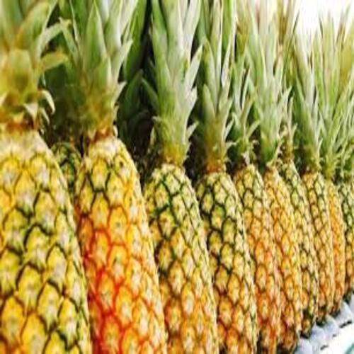 Juicy Healthy Delicious Sweet And Sour Natural Fresh Pineapple Size: Standard