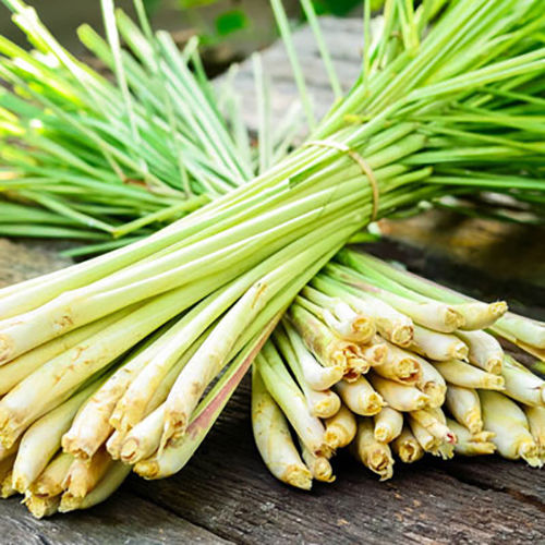 Lemon Grass - Fresh Organic Steam Plant , Green Color with Unmatched Health Benefits and Nutritional Value