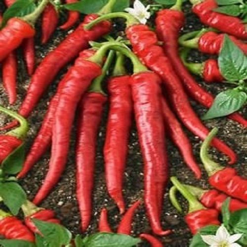 Natural and Fresh Red Chilli