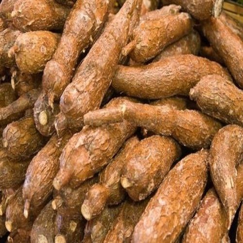 Natural Fresh Cassava for Food