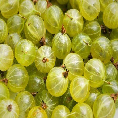 Sour And Juicy Taste Healthy Fresh Green Gooseberry