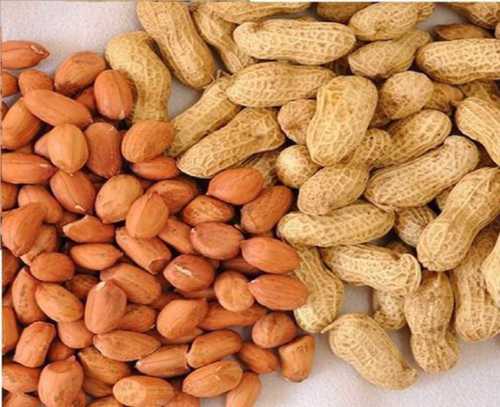 Brown Organic Raw Peanut Origin: India