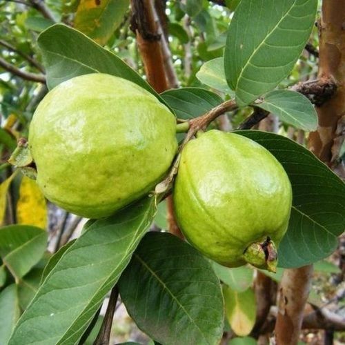 Chemical Free Fresh Guava