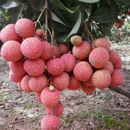 Good for Health Fresh Lychee