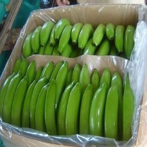 Green Color Cavendish Bananas